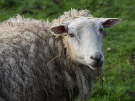 lambs on a meadow in germany photo