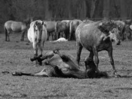 Wild horses in germany photo