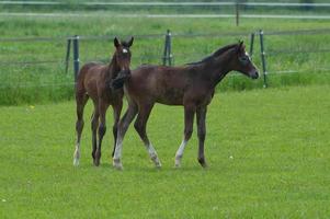 horses on a germa field photo