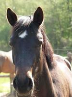 Horses in the german muensterland photo