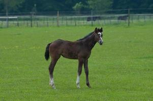 horses on a germa field photo