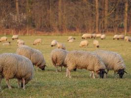 ovejas en un prado alemán foto