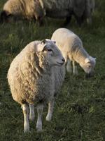 Sheeps in westphalia photo