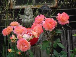 flores sangrantes en un jardín alemán foto