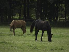 wild horses on a meadow in westphalia photo