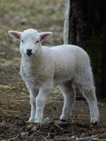 sheeps in the german muensterland photo