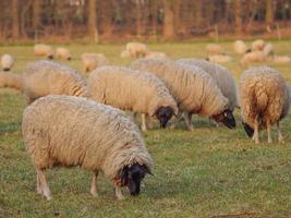 ovejas en un prado foto