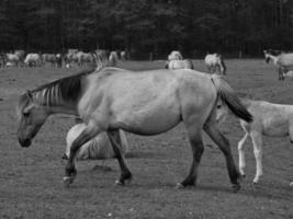 caballos salvajes en westfalia foto