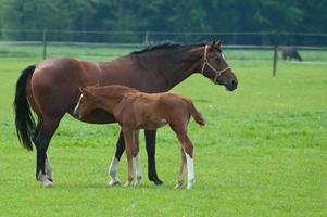 horses on a germa field photo