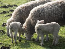 lambs on a meadow in germany photo