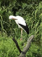 storks, in germany photo