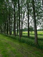 la ciudad de doesburg en los países bajos foto