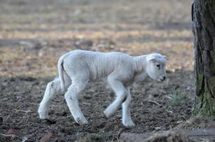 sheeps at winter time photo