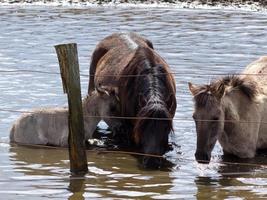 wild horses in the german muensterland photo