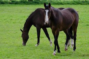 Horses and foals in germany photo