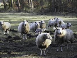 sheeps in the german muensterland photo