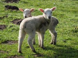 lambs on a meadow in germany photo