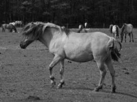 wild horses in westphalia photo