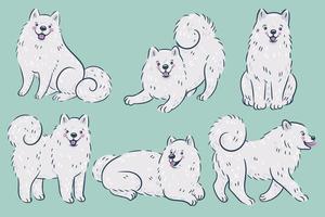Set of cute white samoyed breed dogs. Vector graphics.