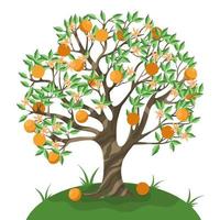 Orange tree isolate on a white background. Vector graphics.