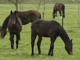 cute foals and horses photo