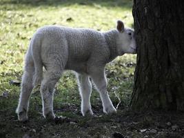 ovejas en un prado foto