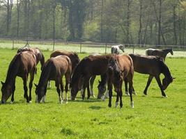 caballos en el muensterland alemán foto