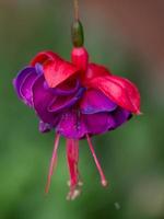 colorfull flowers in the garden photo