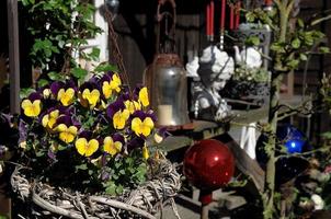 summer flowers in the garden photo