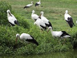 storks, in germany photo