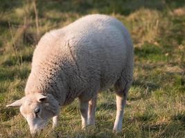 sheeps on a meadow photo