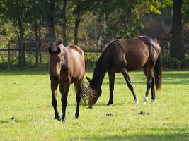 Horses on a meadow in the german muensterland photo