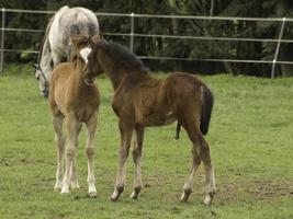 horses on a german meadow photo