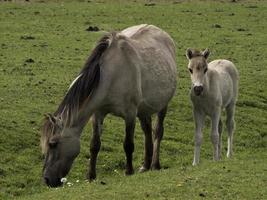 wild foals in germany photo