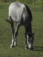 Horses in westphalia photo