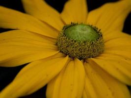 colorfull flowers in the garden photo