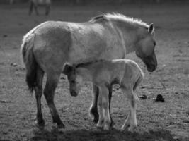 caballos salvajes en alemania foto