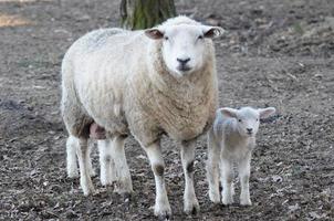 sheeps at winter time photo