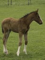 Horses in westphalia photo