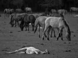 widl horses in germany photo