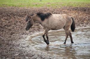 caballos salvajes en westfalia foto