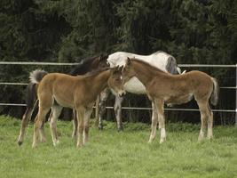 Horses in westphalia photo