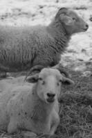 sheeps on a meadow photo