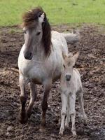 Gran manada de caballos en Alemania foto