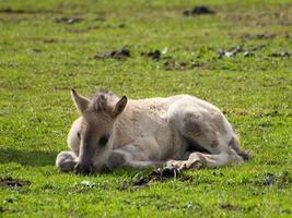 wild horses in the german muensterland photo