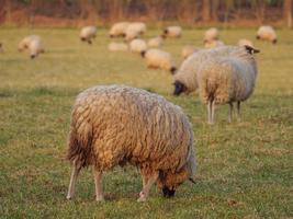 ovejas en un prado alemán foto