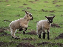 sheeps and lambs in westphalia photo