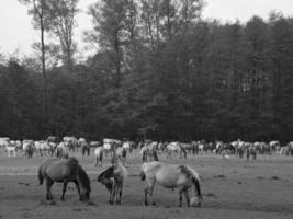 widl horses in germany photo