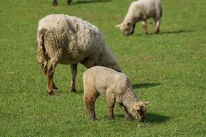 sheeps on a german meadow photo