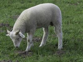 sheeps in the german muensterland